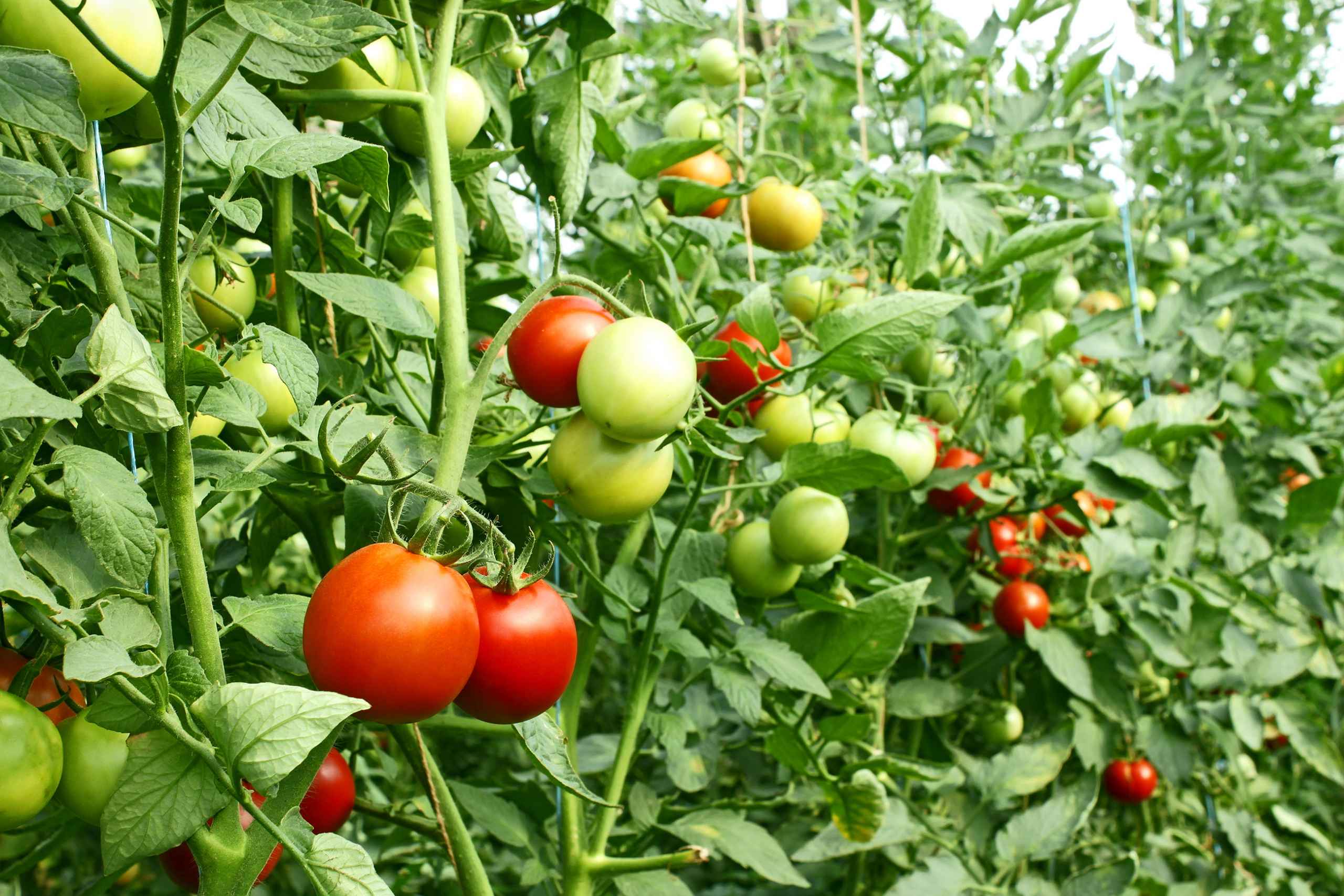 Tomatoes