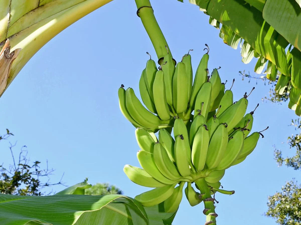 Banana per kg