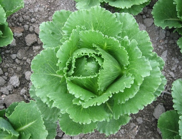 Iceberg Lettuce
